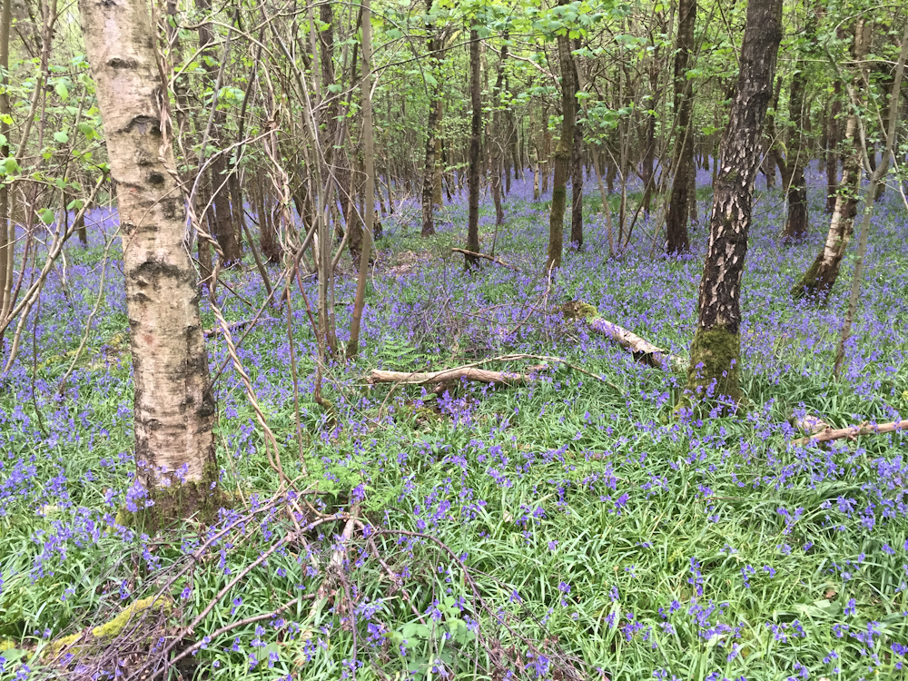 Uffmoor Wood, Clent Bluebells