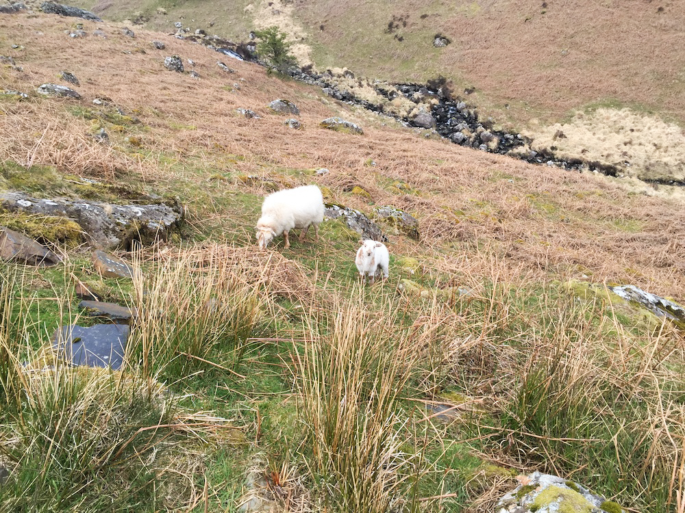 Lambing season on Cader Idris.