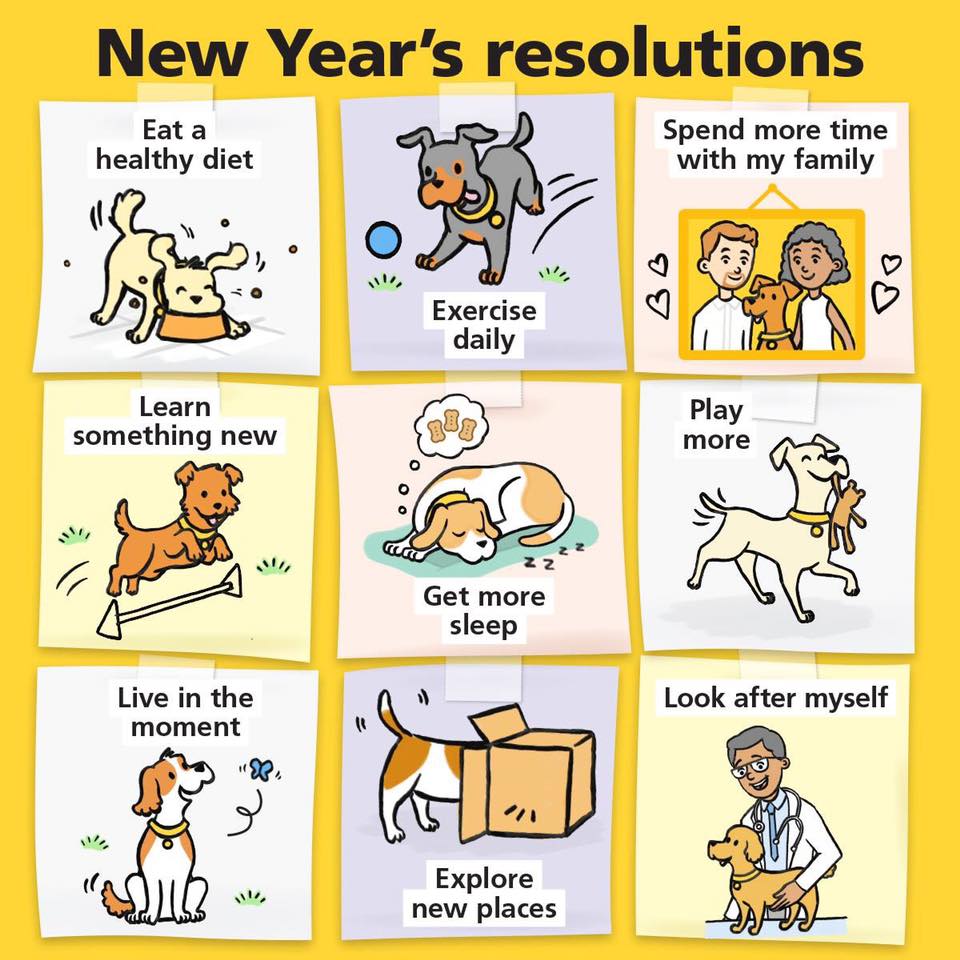 New Year dog resolutions
