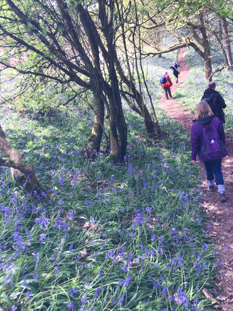 Clent bluebell walk
