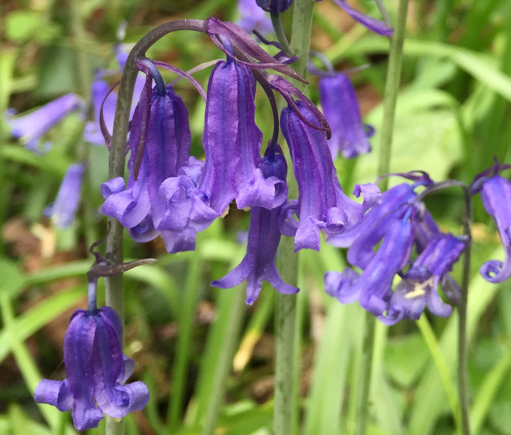 English bluebells