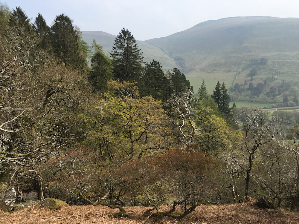 Rising slowly above the treeline on the Minffordd Path.
